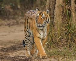 5 Must See National Parks in India to Visit on a Road Trip Adventure